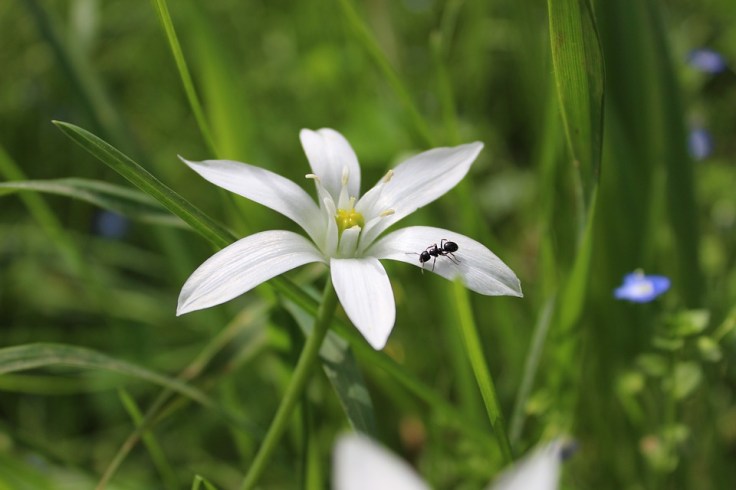ant-on-flower-2